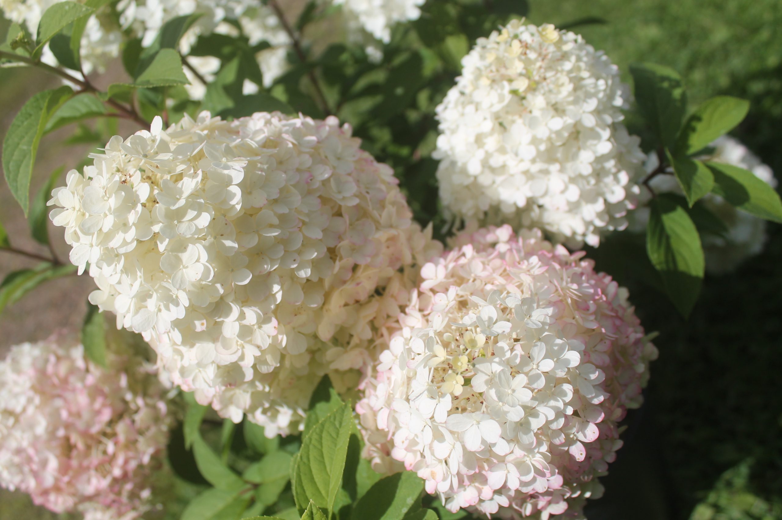 IMG_0073 Hydrangea, Bobo® 5