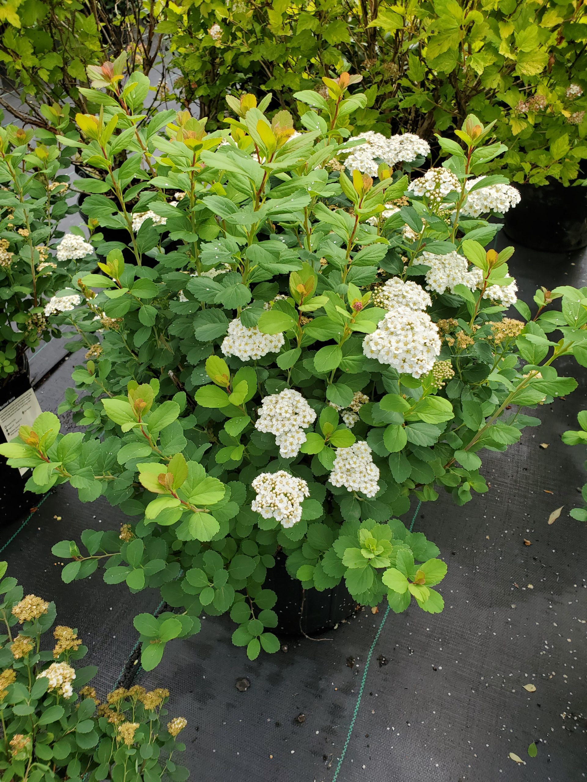 Spirea, Birchleaf 3
