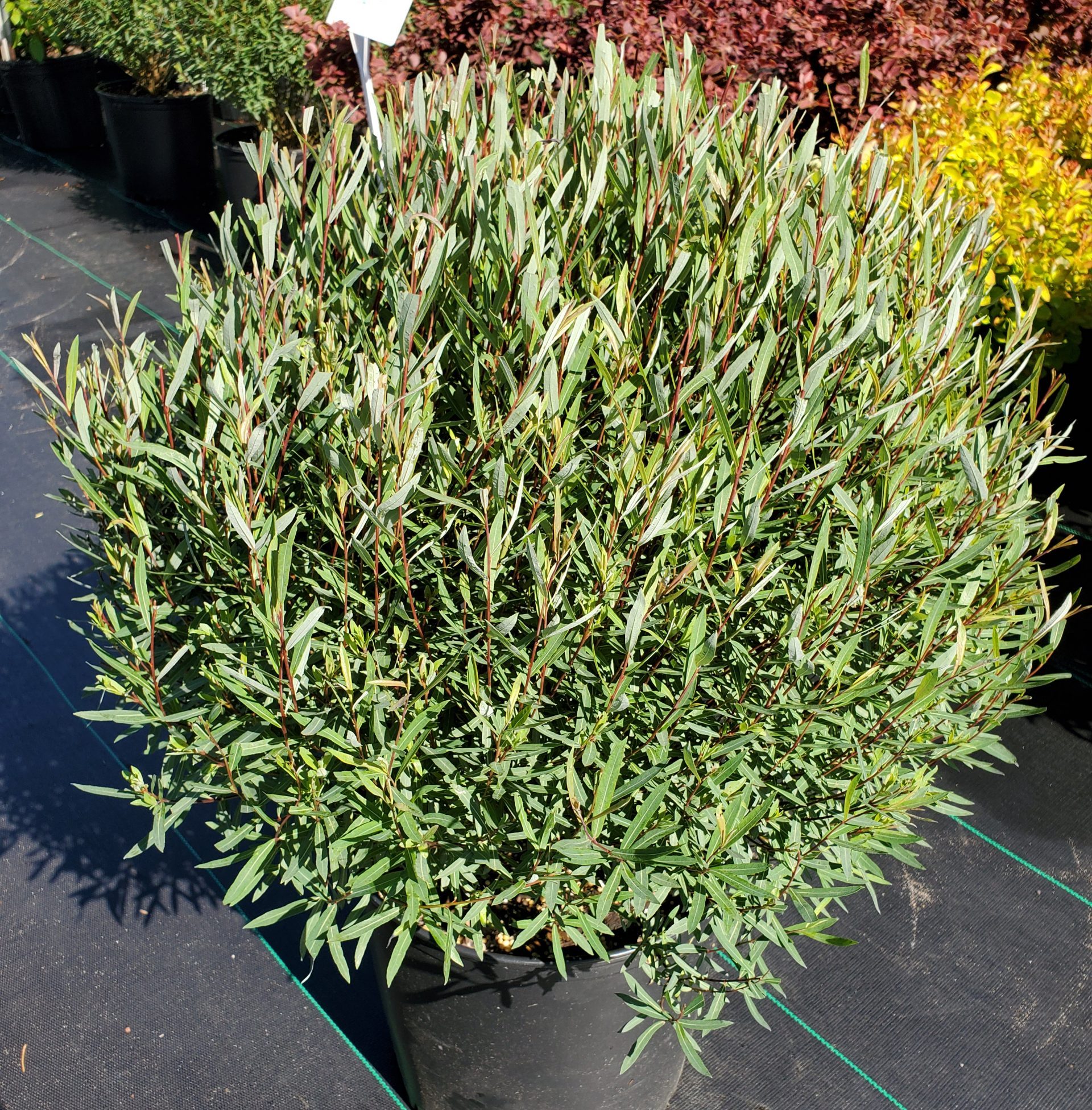 20200625_091410 Willow, Artic Blue 3