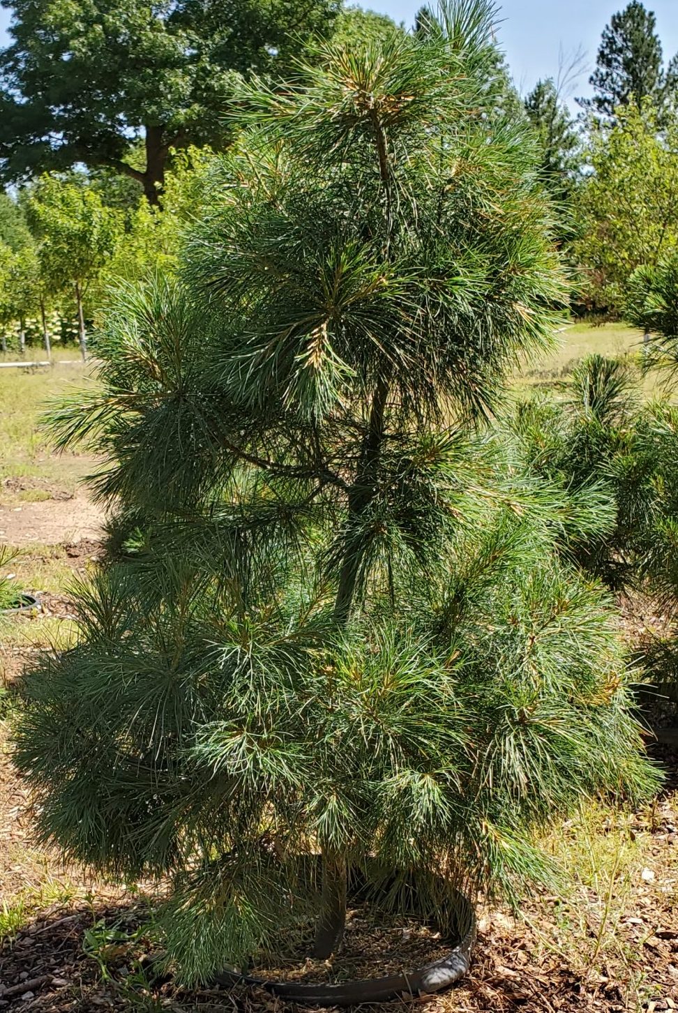 20200703_105357 Pine, White 3