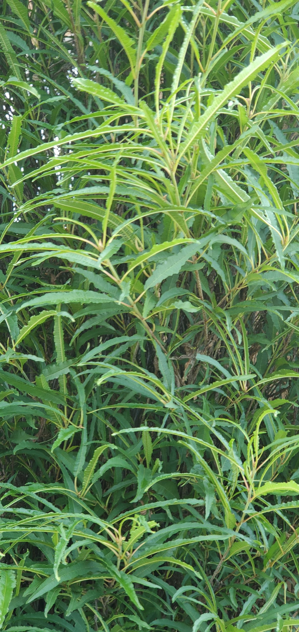 Buckthorn, Fine Line® 3