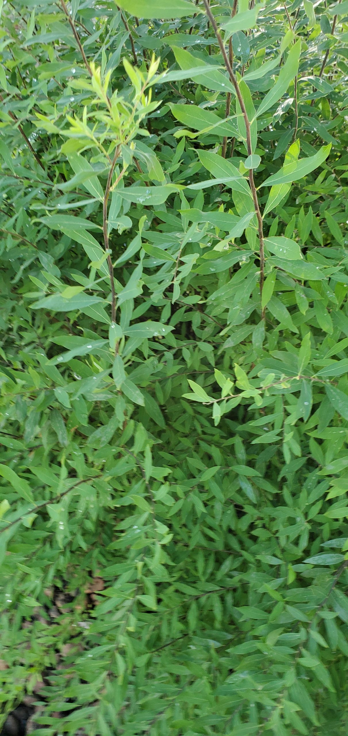 20200723_073952 Spirea, Grefsheim 4