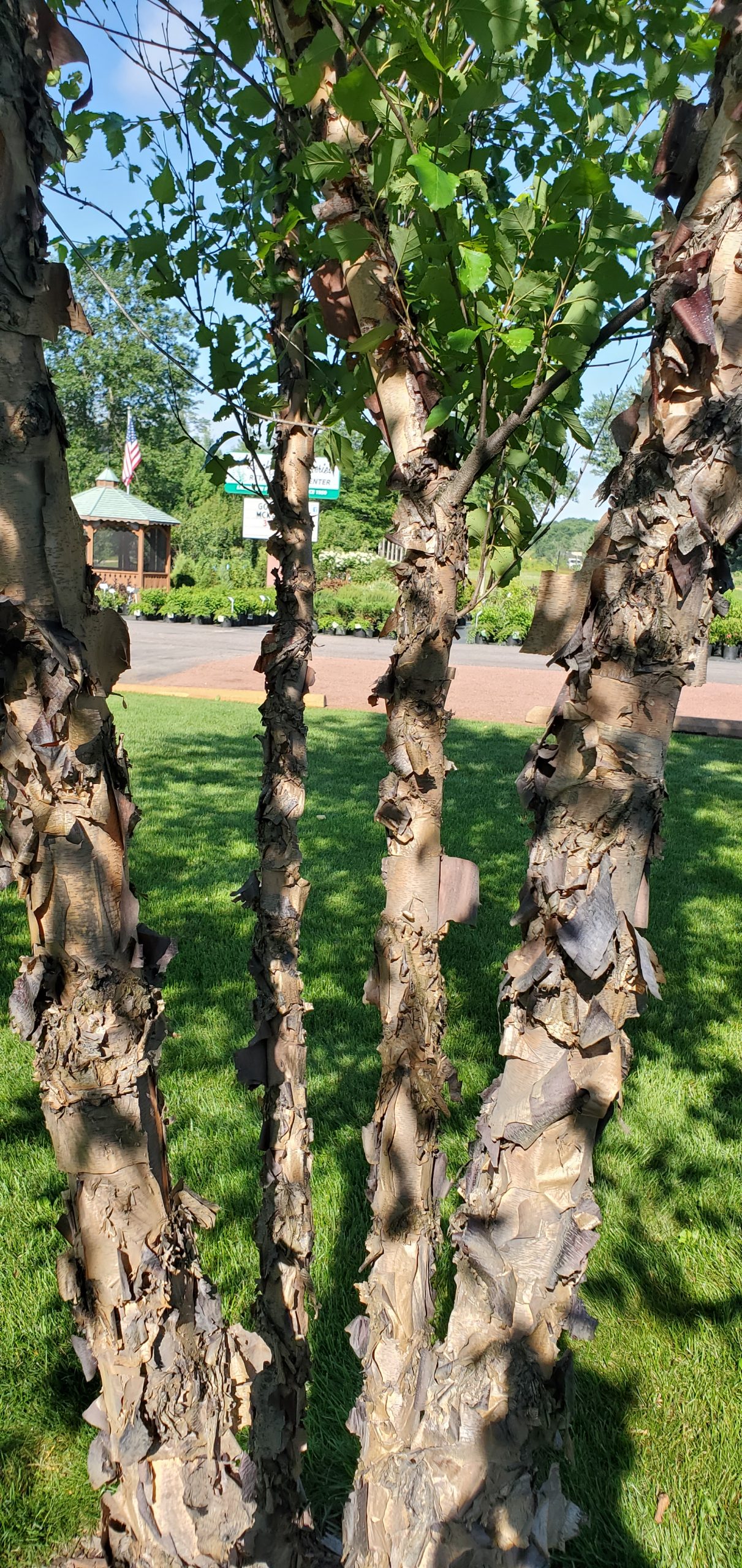 20200724_091143 Birch, River 3