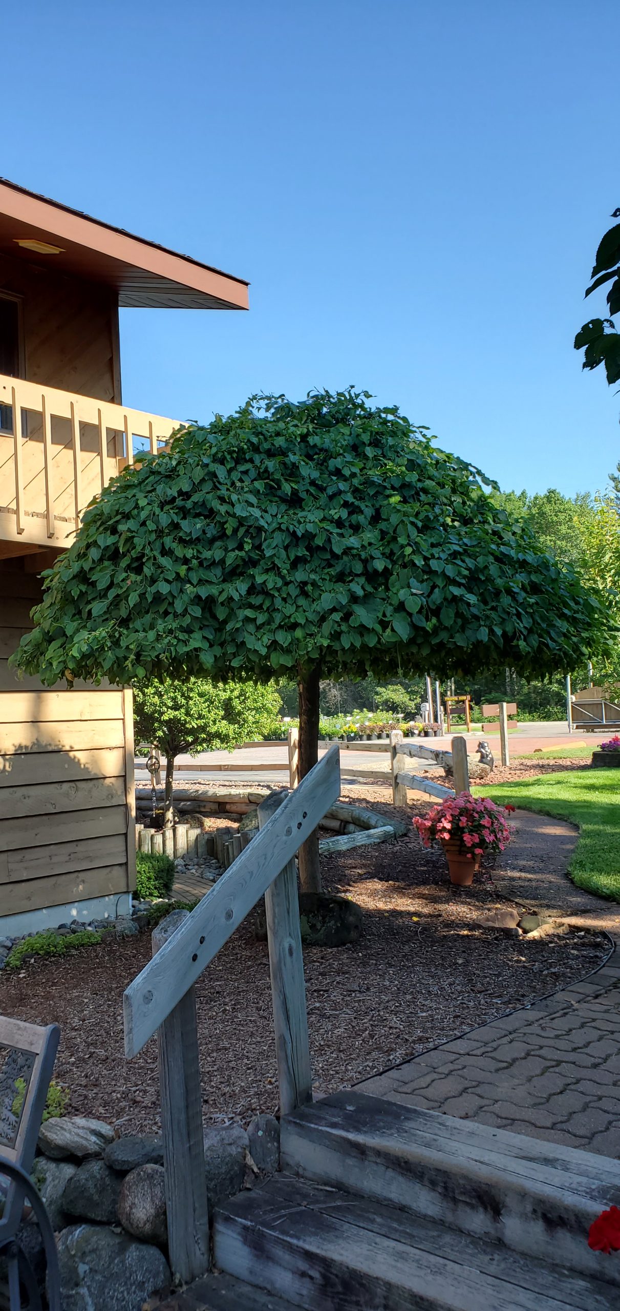 20200724_091956 Crabapple, Red Jade 1