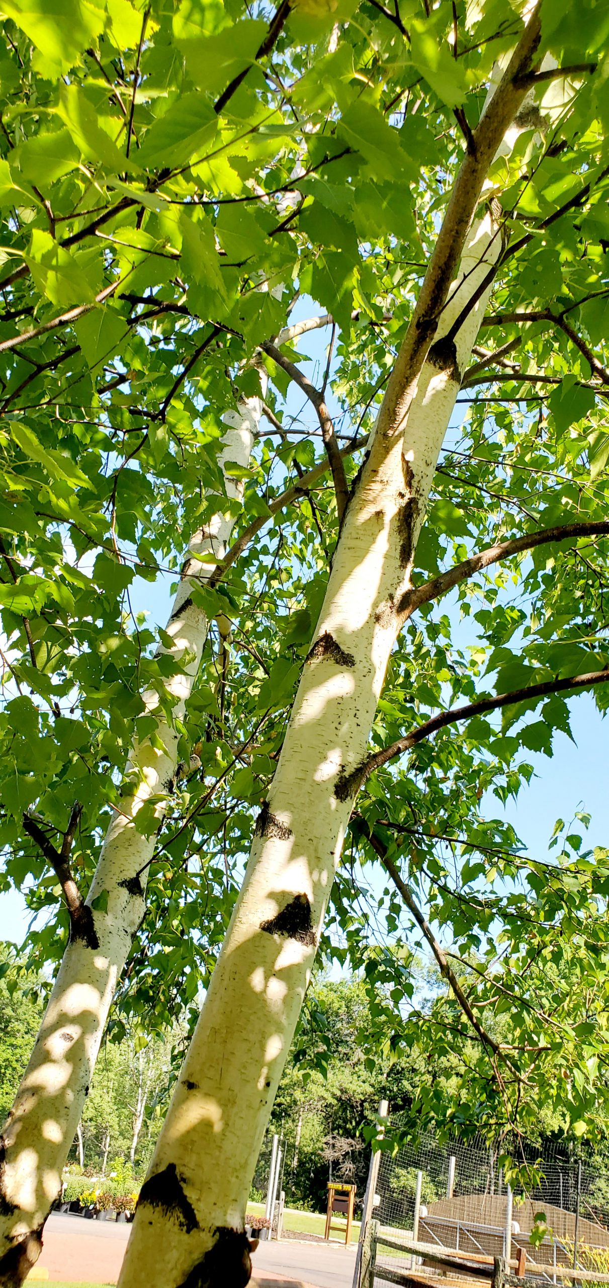 Birch, Whitespire Birchfield Nurseries