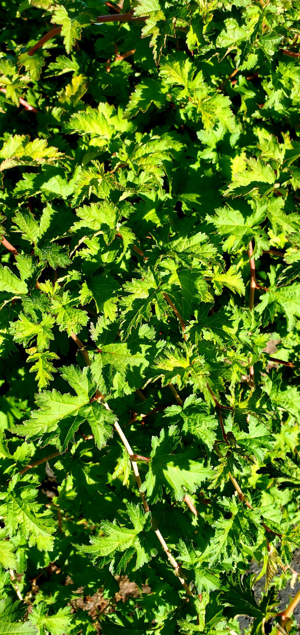 20200812_101350 Stephanandra, Cutleaf 3