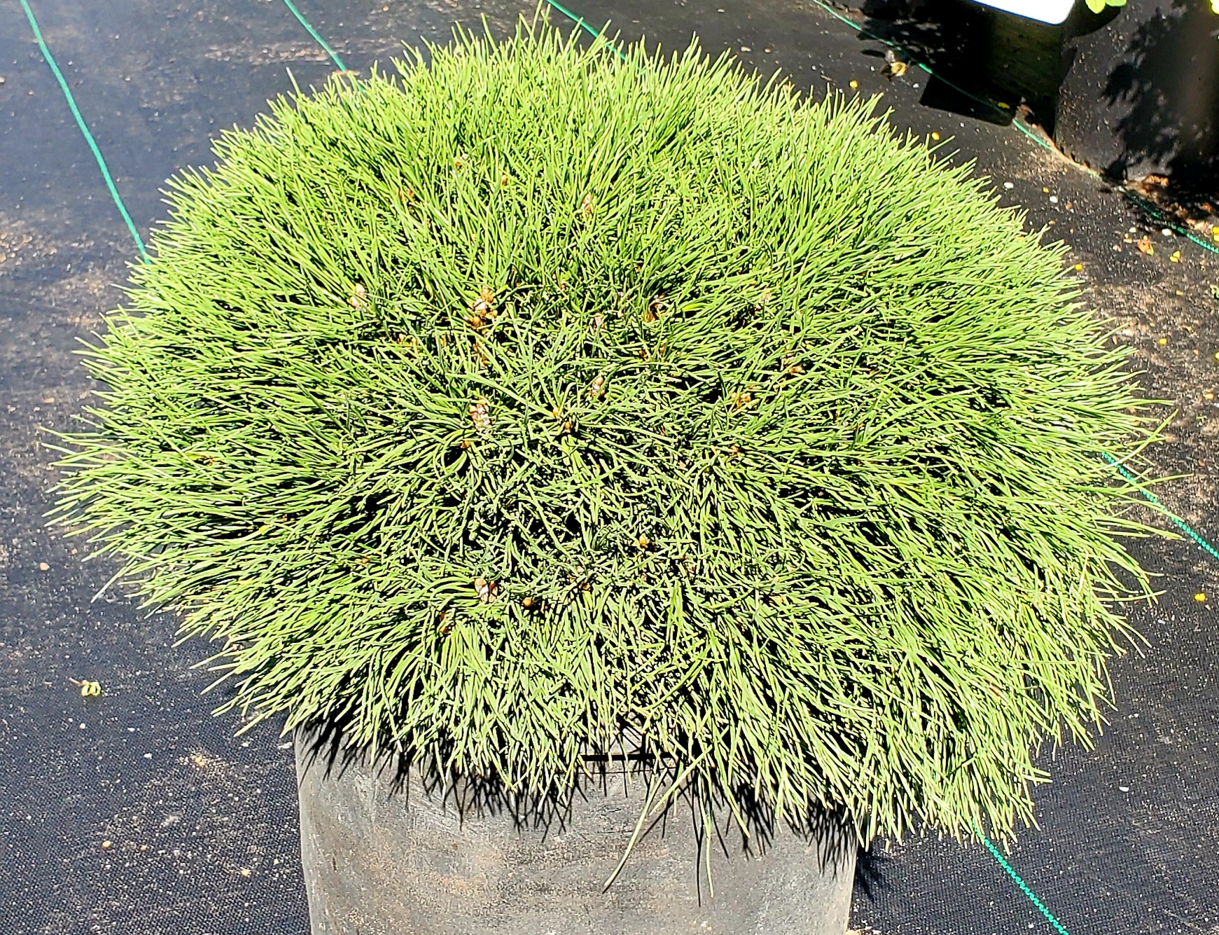 Pine, Dwarf Mugo Birchfield Nurseries