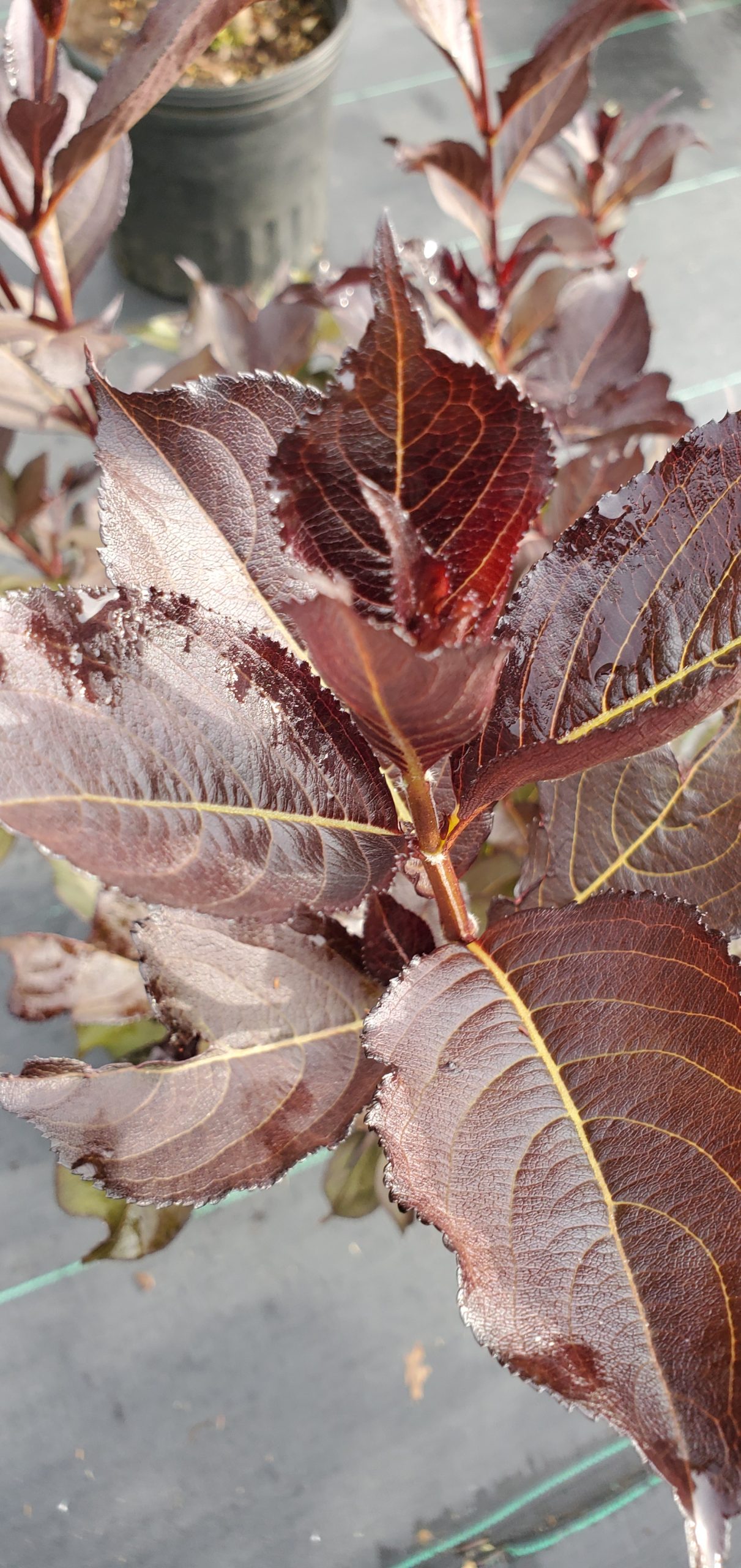 20200901_090529 Weigela, Wine & Roses® 4