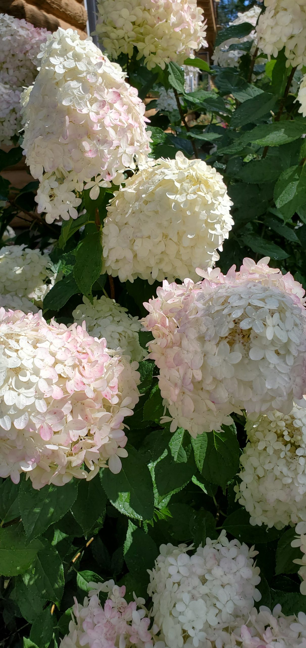 Hydrangea, Little Lime® 3