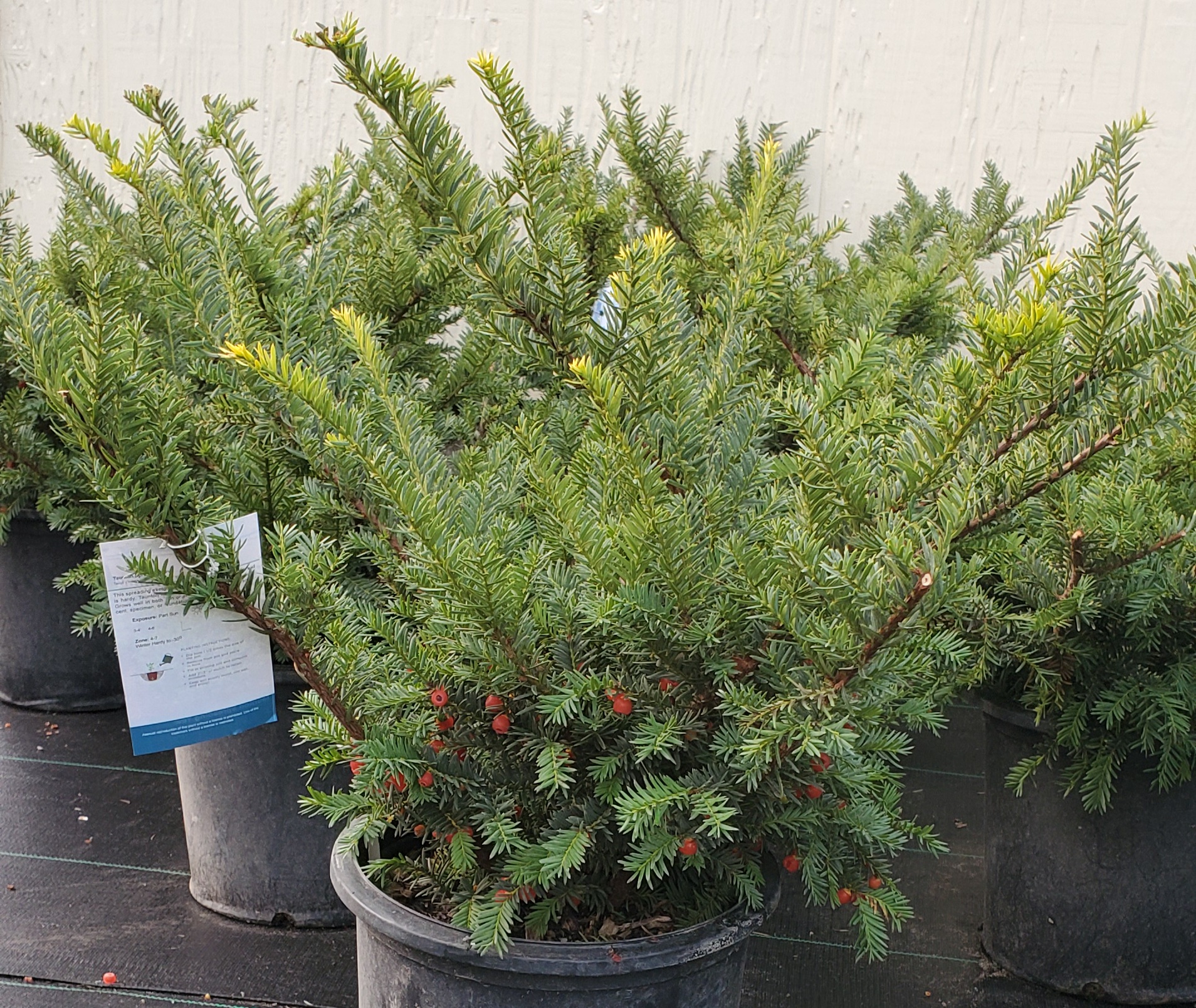 Yew, Spreading Tauton 1