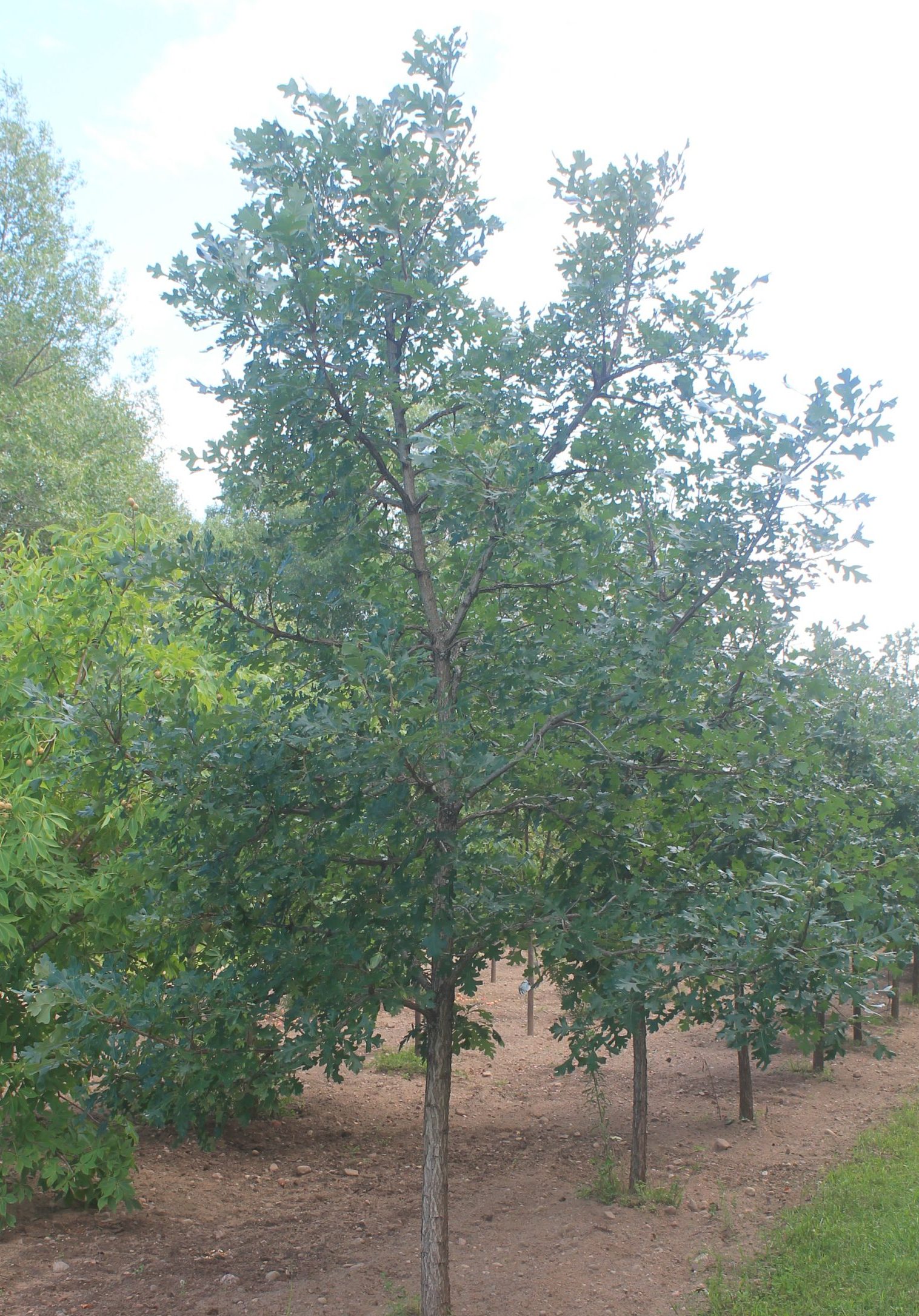 IMG_0013 Oak, Northern Red 3