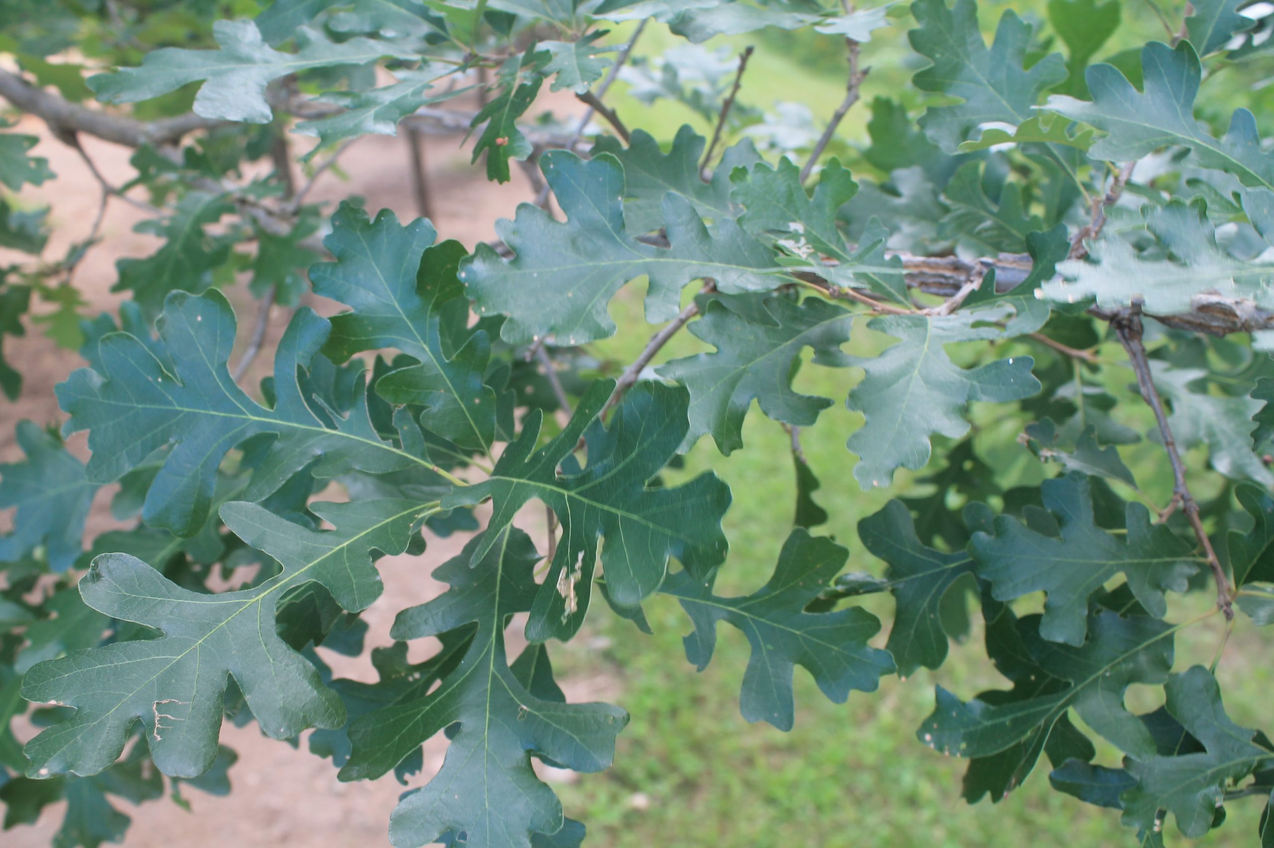 IMG_0015 Oak, Northern Red 2