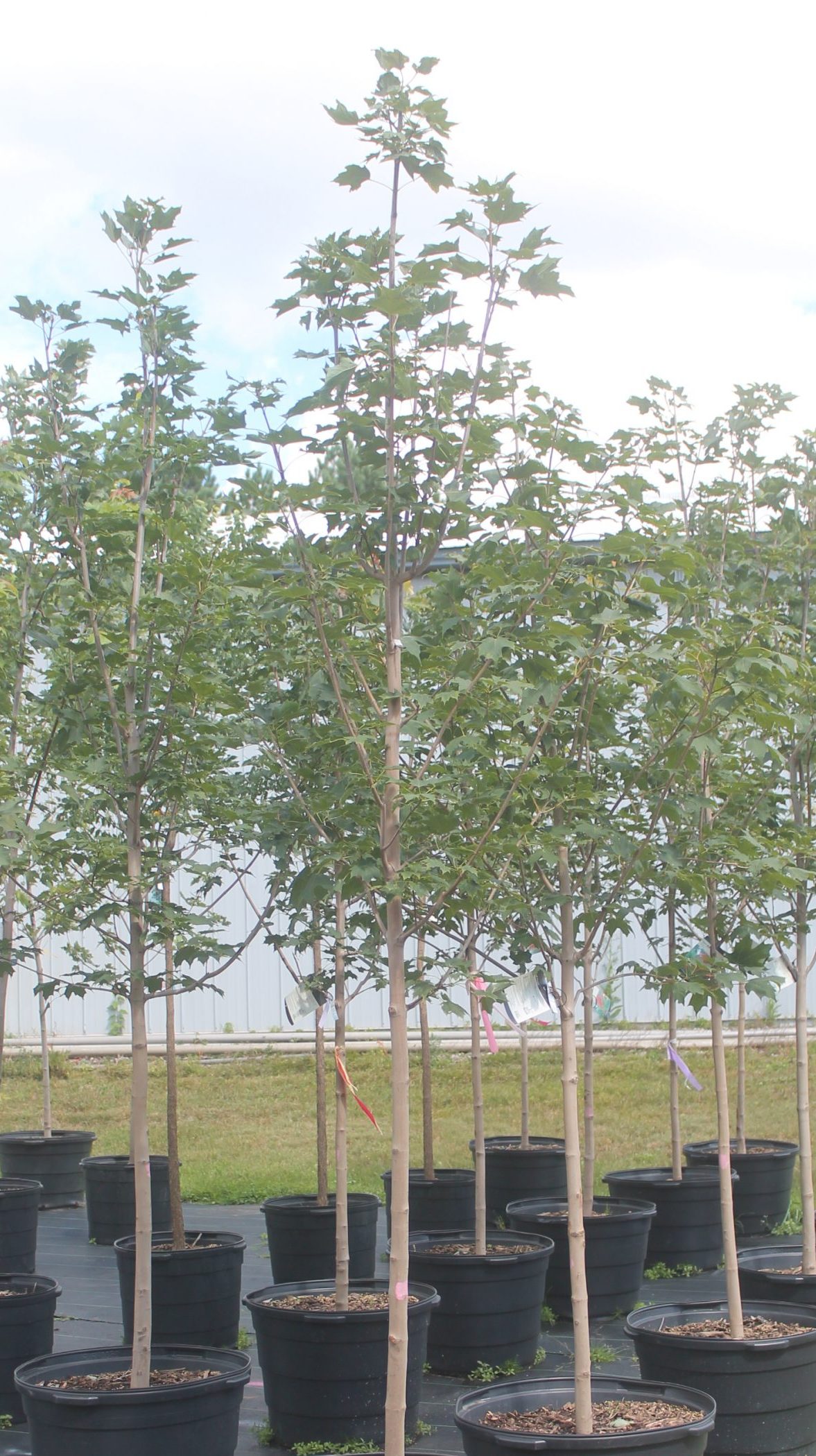 IMG_0055 Maple, Sugar 4