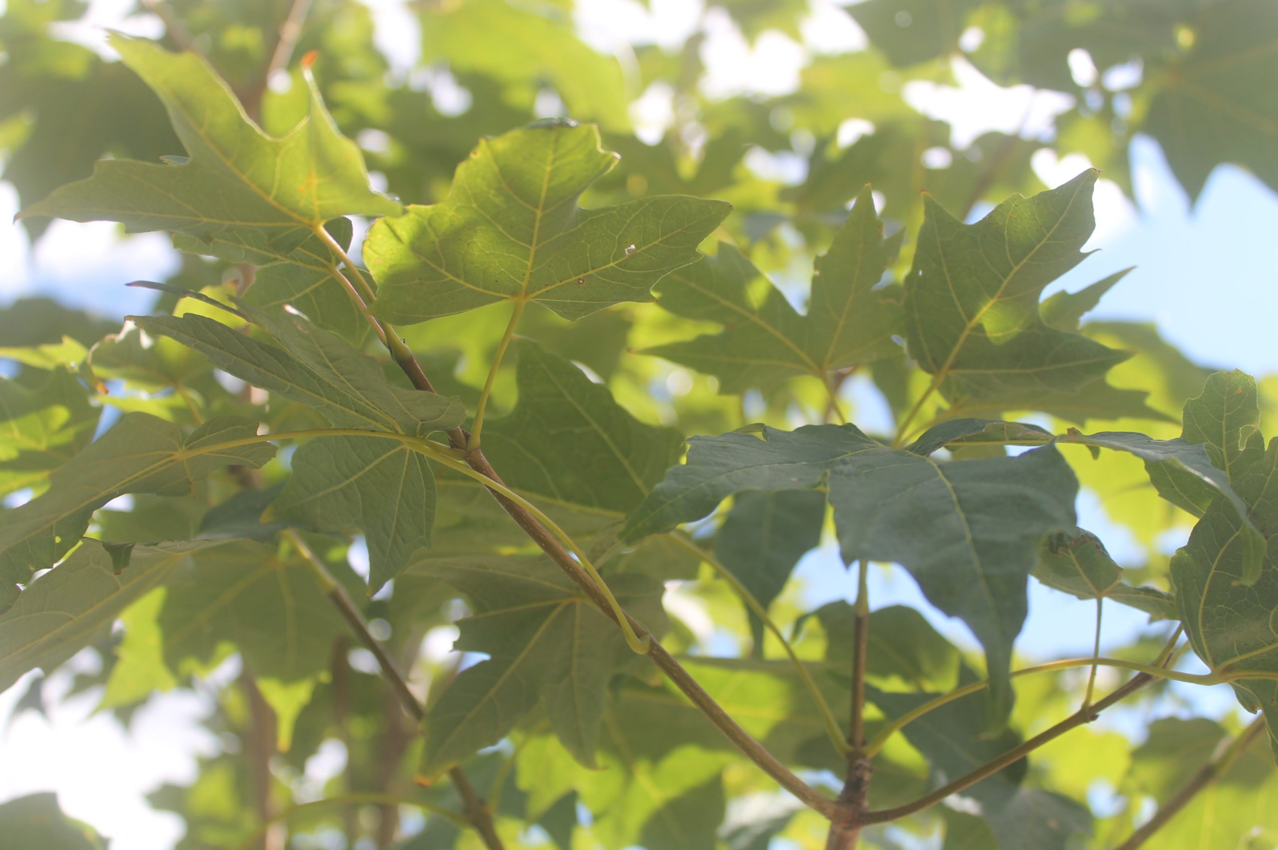 IMG_0057 Maple, Sugar 3