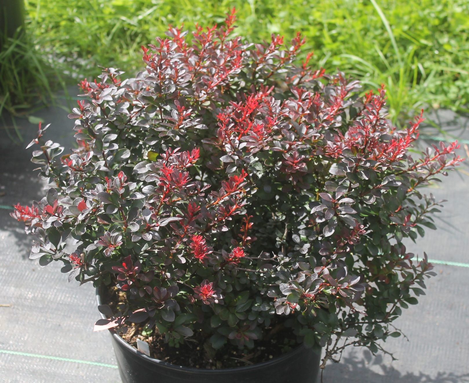Barberry, Cabernet 2