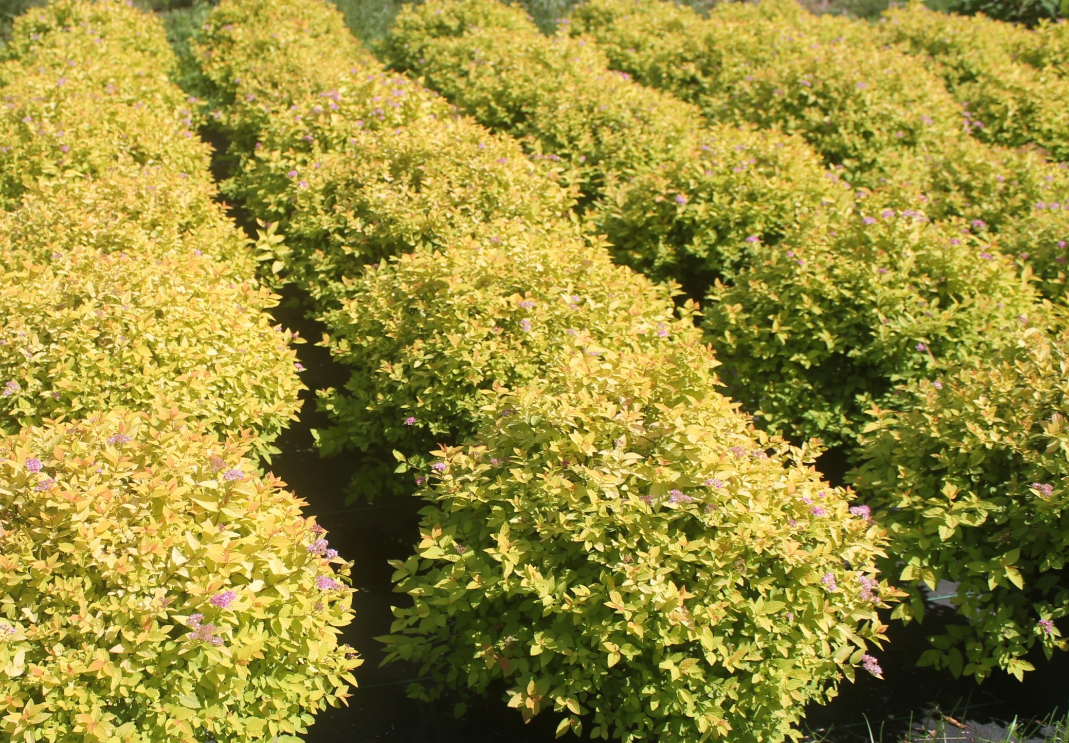 IMG_0089 Spirea, Goldmound 4