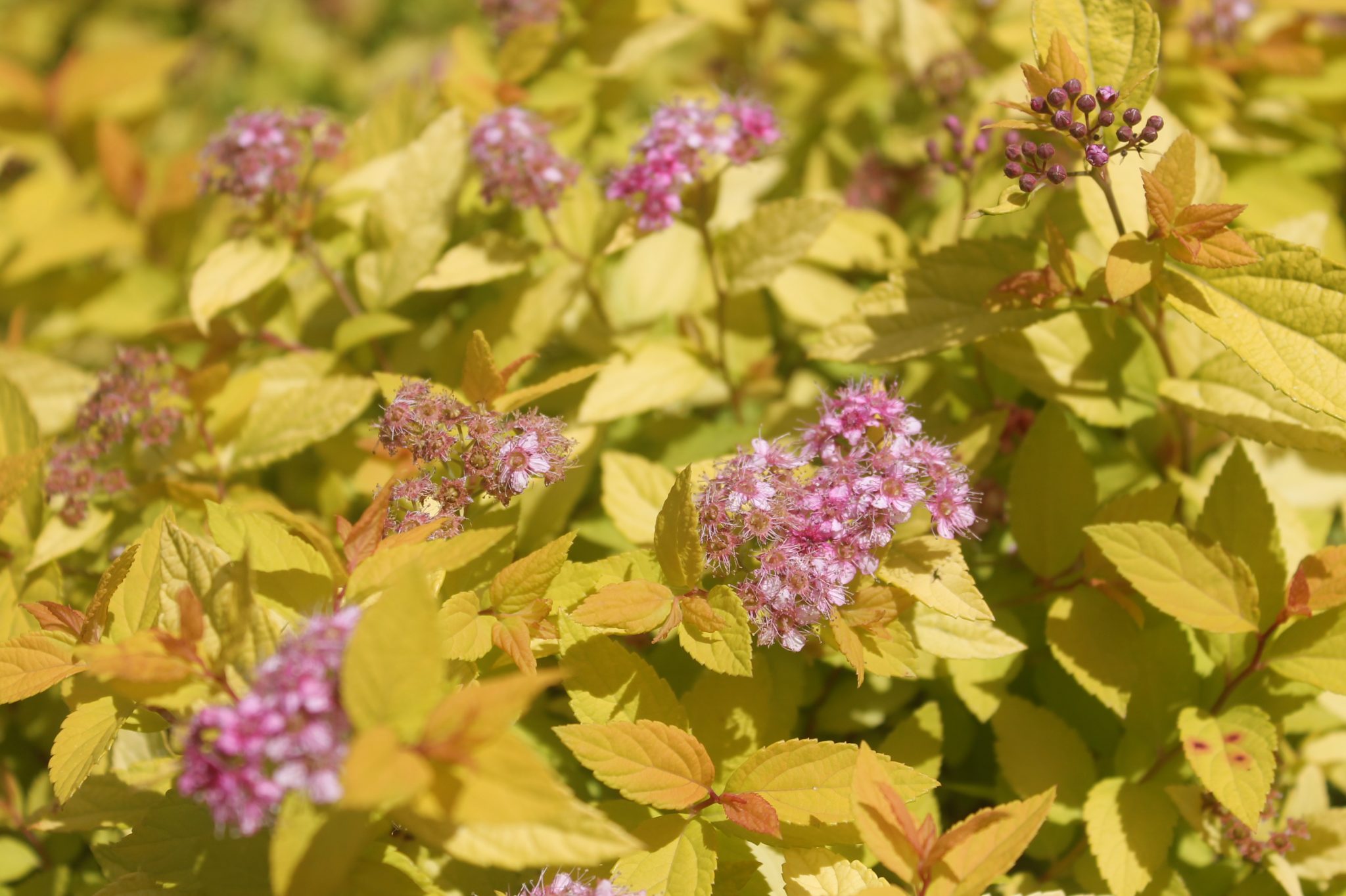 Spirea, Goldmound Birchfield Nurseries