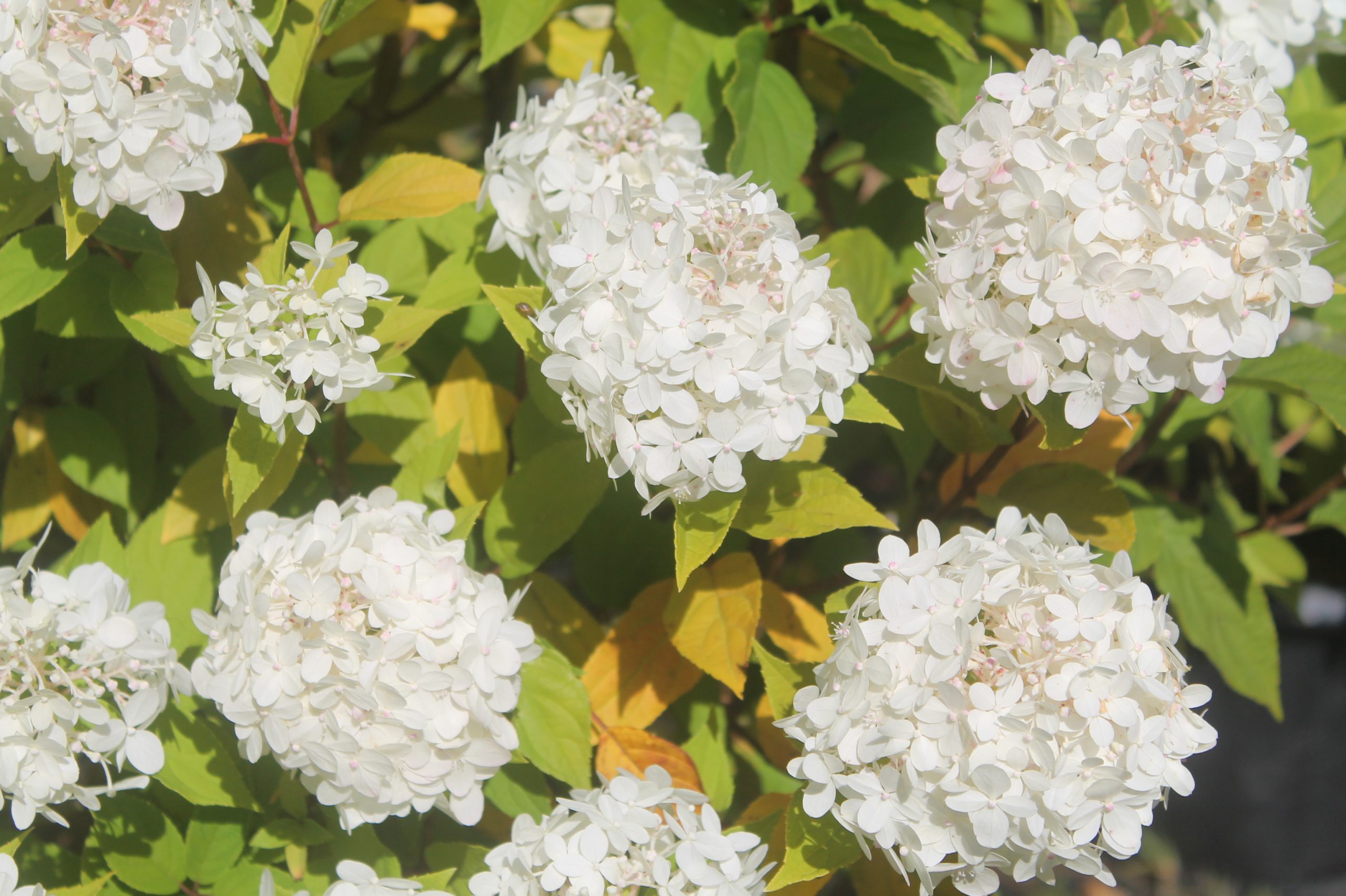 IMG_0120 Hydrangea, Lime Light 2