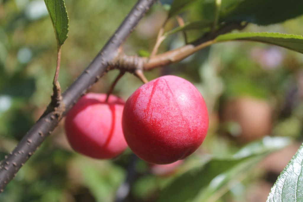 Plum Toka Birchfield Nurseries