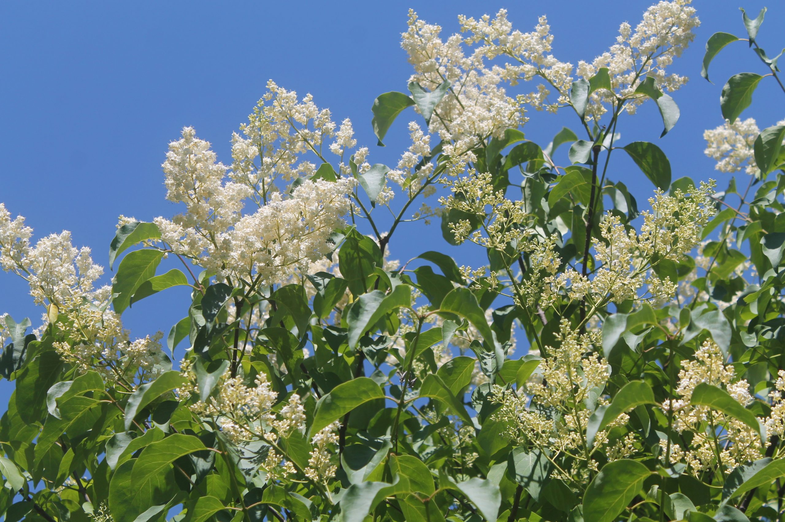Lilac, Japanese Tree 4
