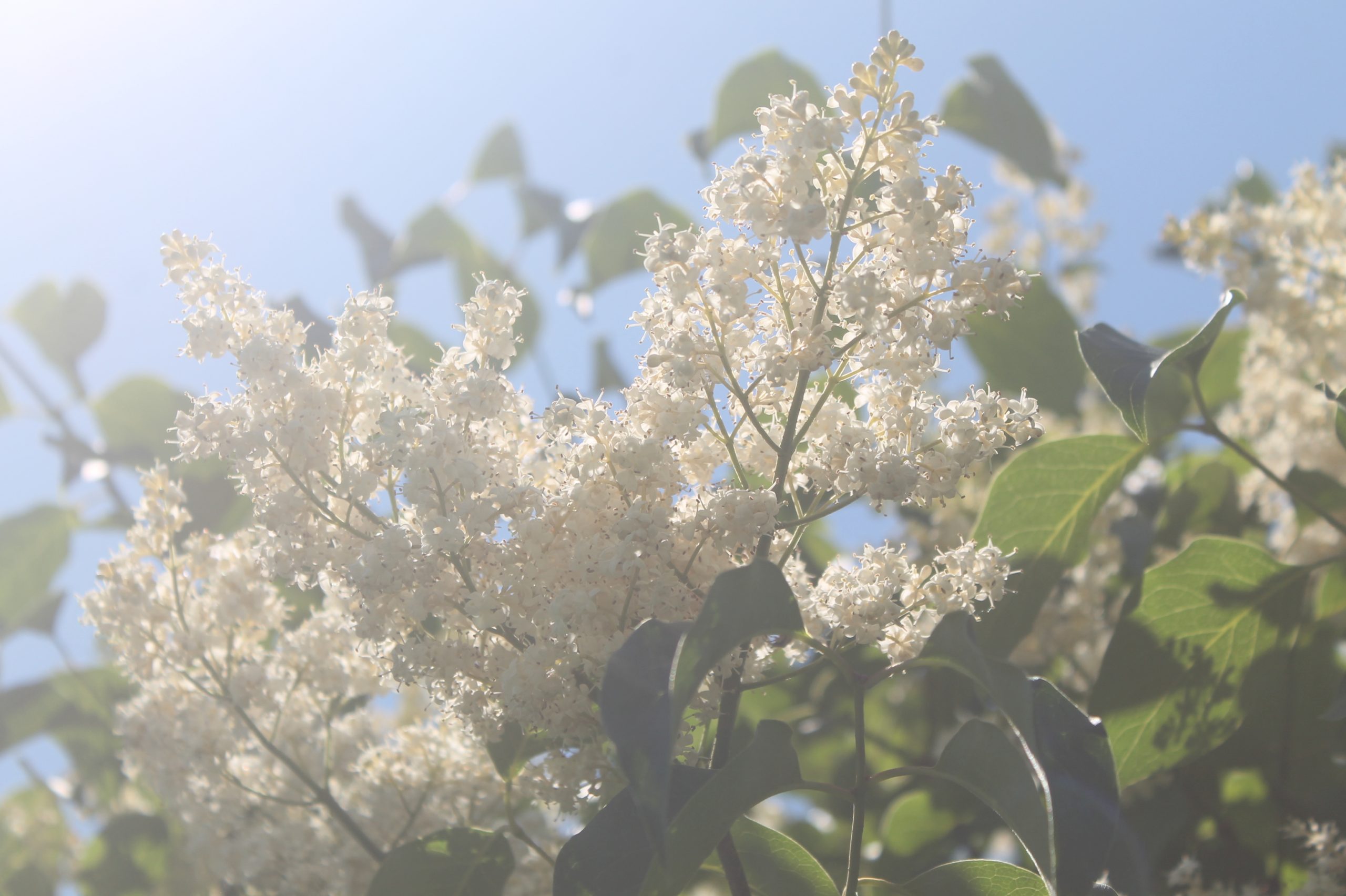 Lilac, Japanese Tree 5