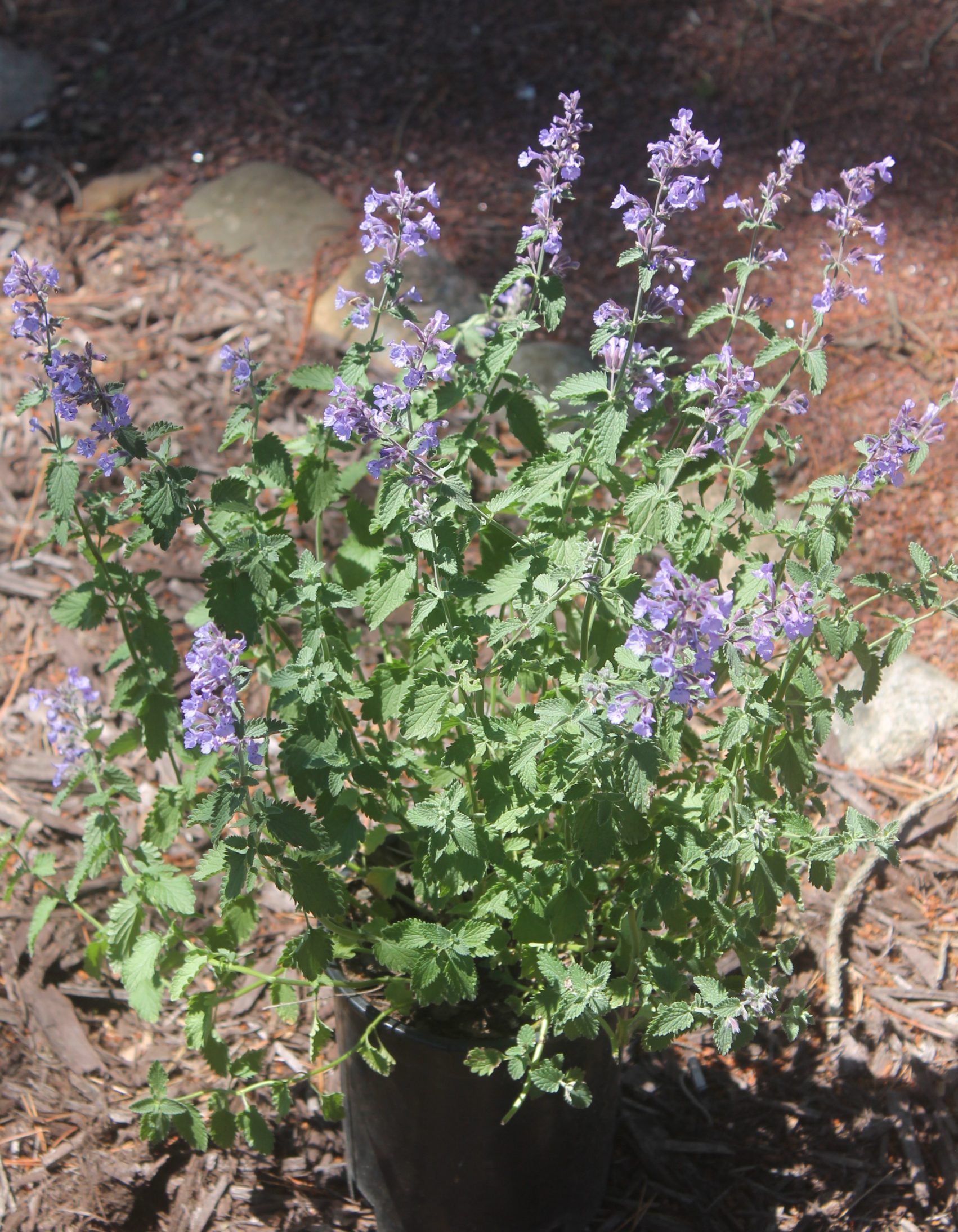 Catmint, Walker's Low Birchfield Nurseries