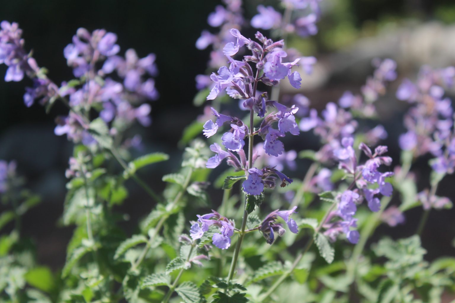 Catmint, Walker's Low Birchfield Nurseries
