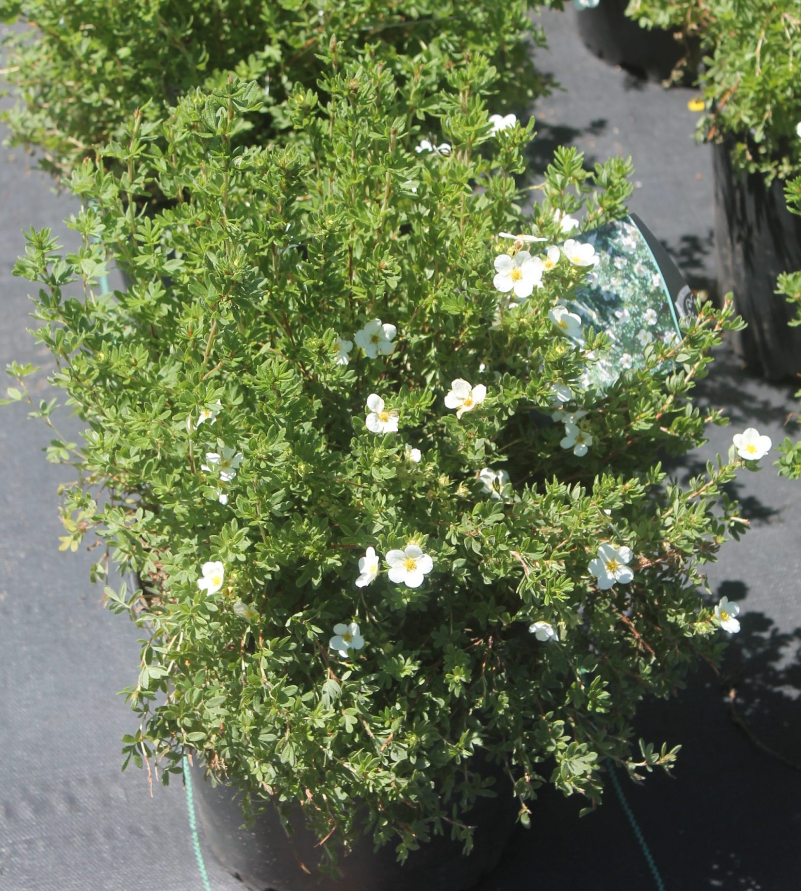 Potentilla, McKay's White 1