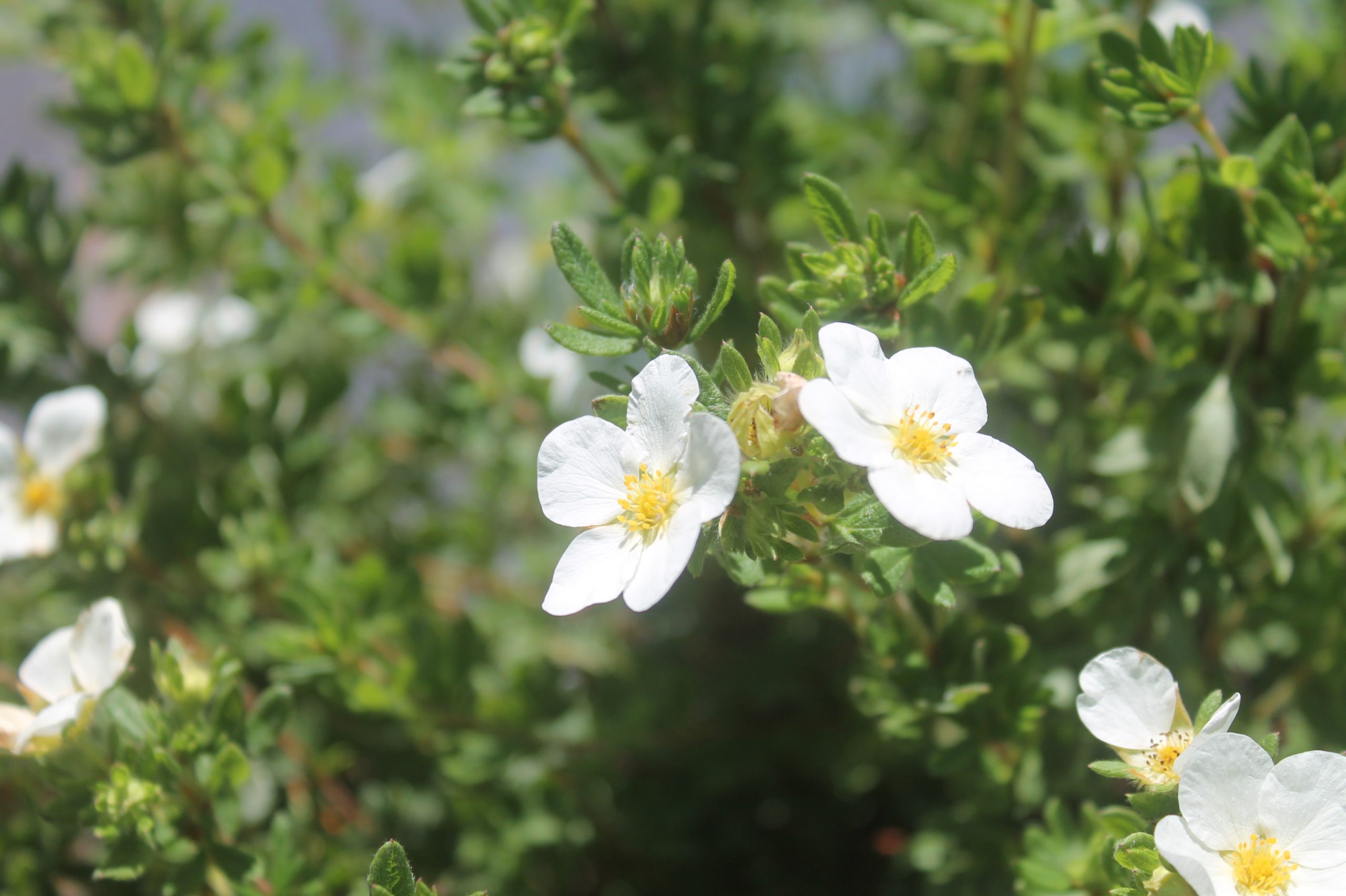 Potentilla, McKay's White 2