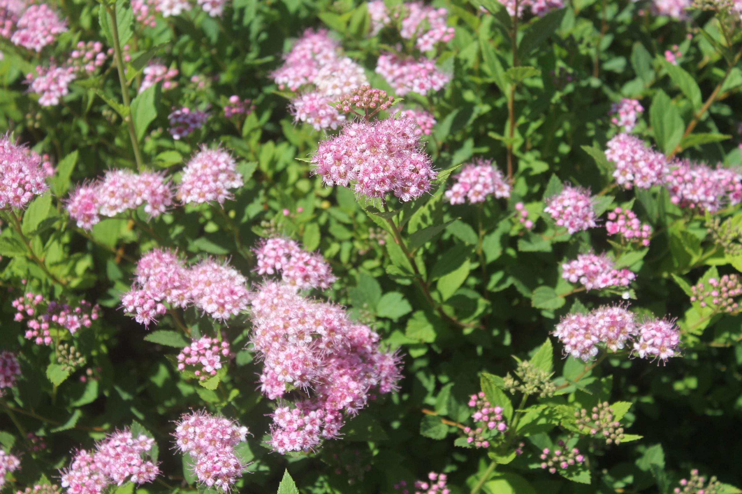 Spirea, Little Princess 3