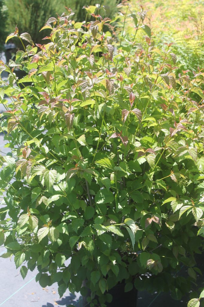 Viburnum, Red Feather Birchfield Nurseries