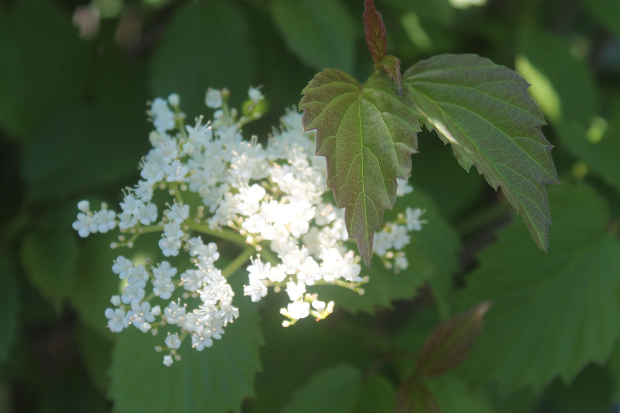 Viburnum, Red Feather Birchfield Nurseries