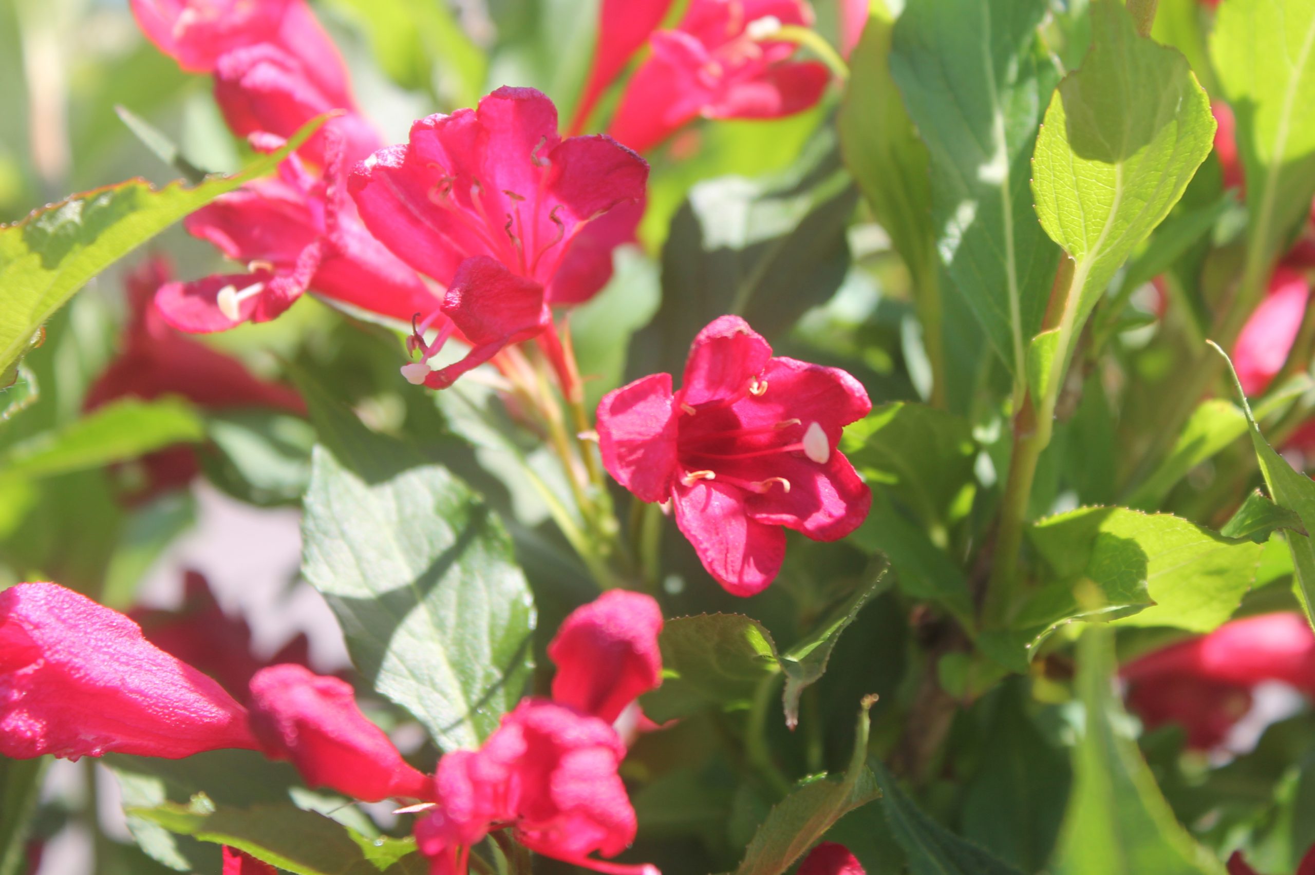 Weigela, Red Prince 4