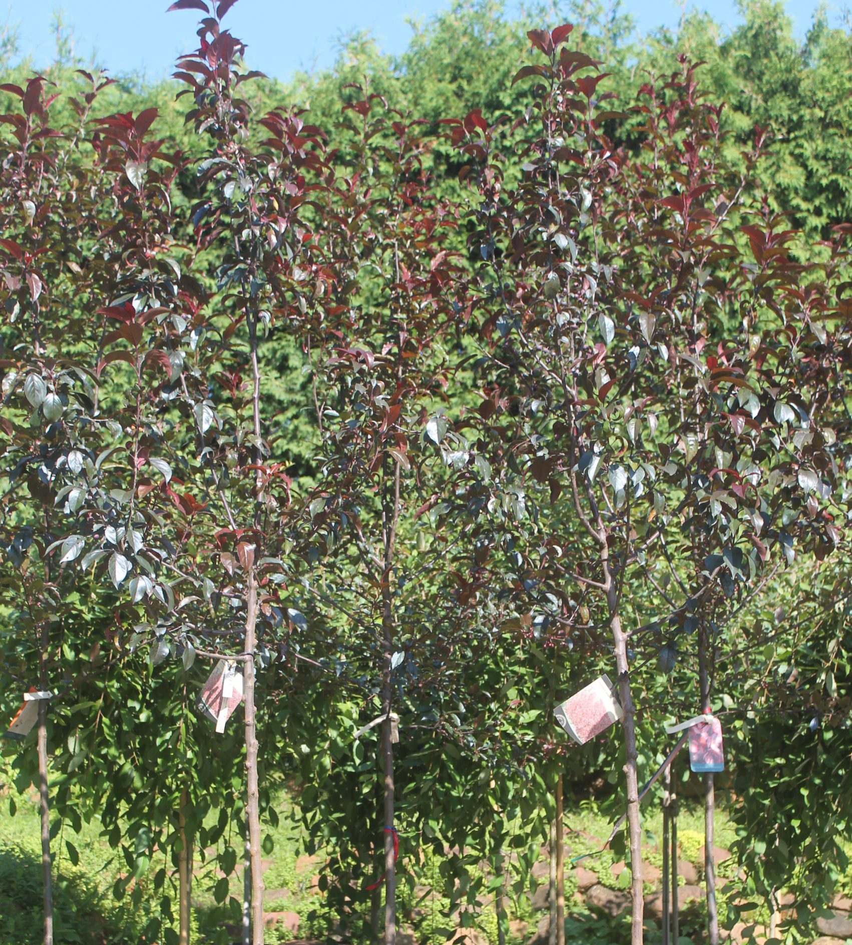 Crabapple, Royalty 2