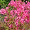 Azalea, Rosy Lights 1