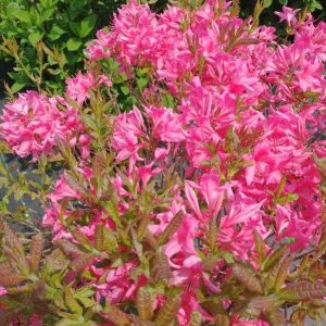 Azalea, Rosy Lights