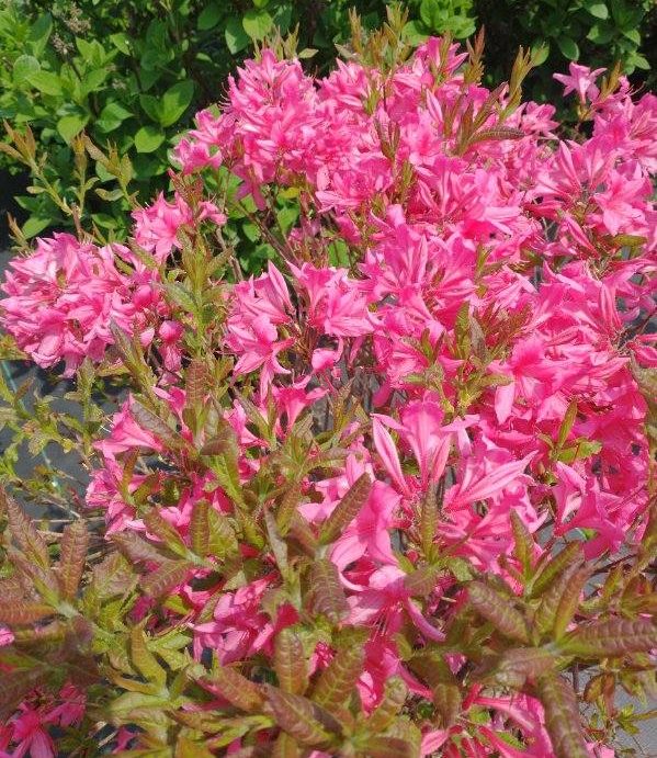 Azalea, Rosy Lights 2