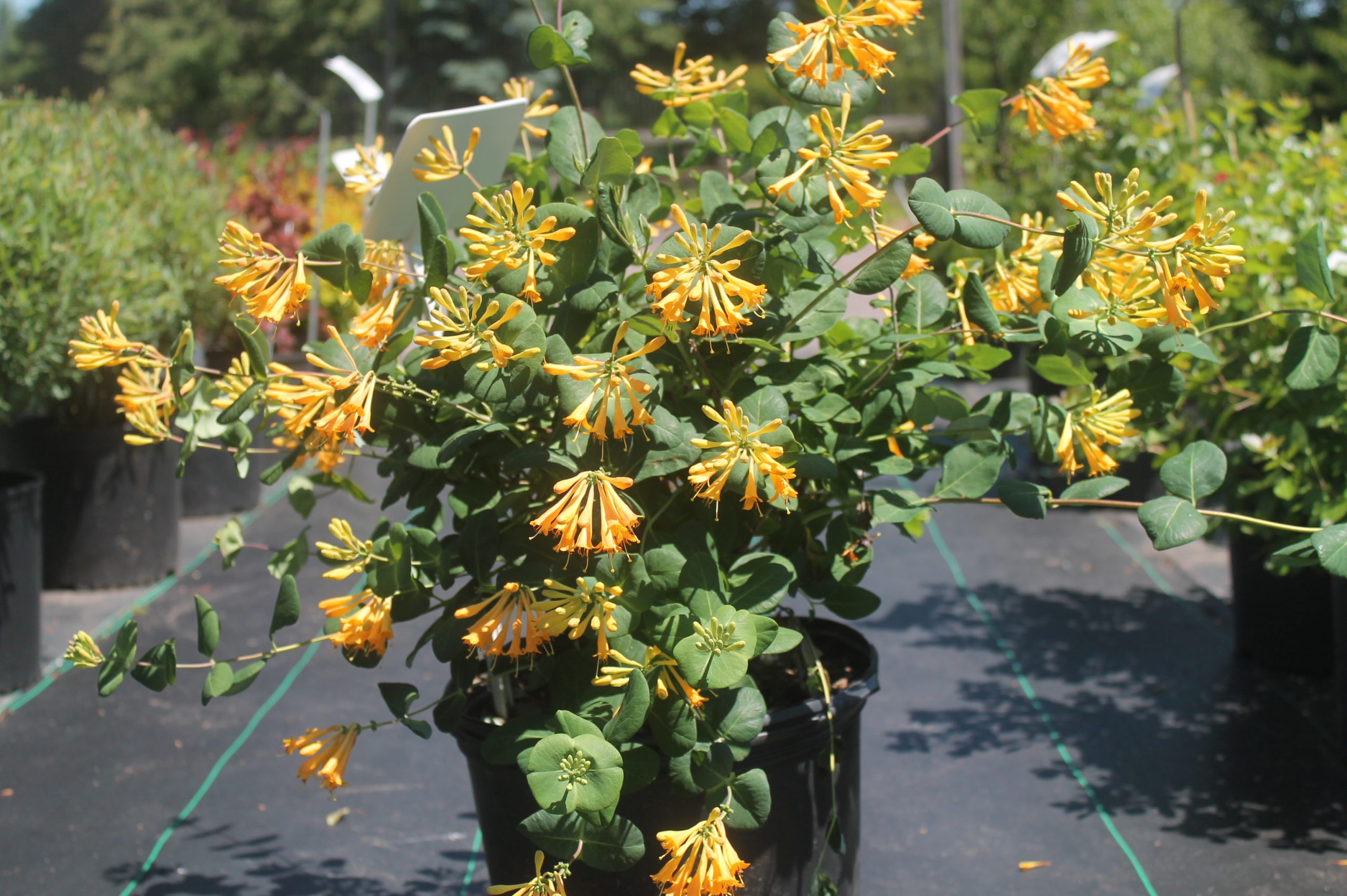 Honeysuckle, Honeybelle 1