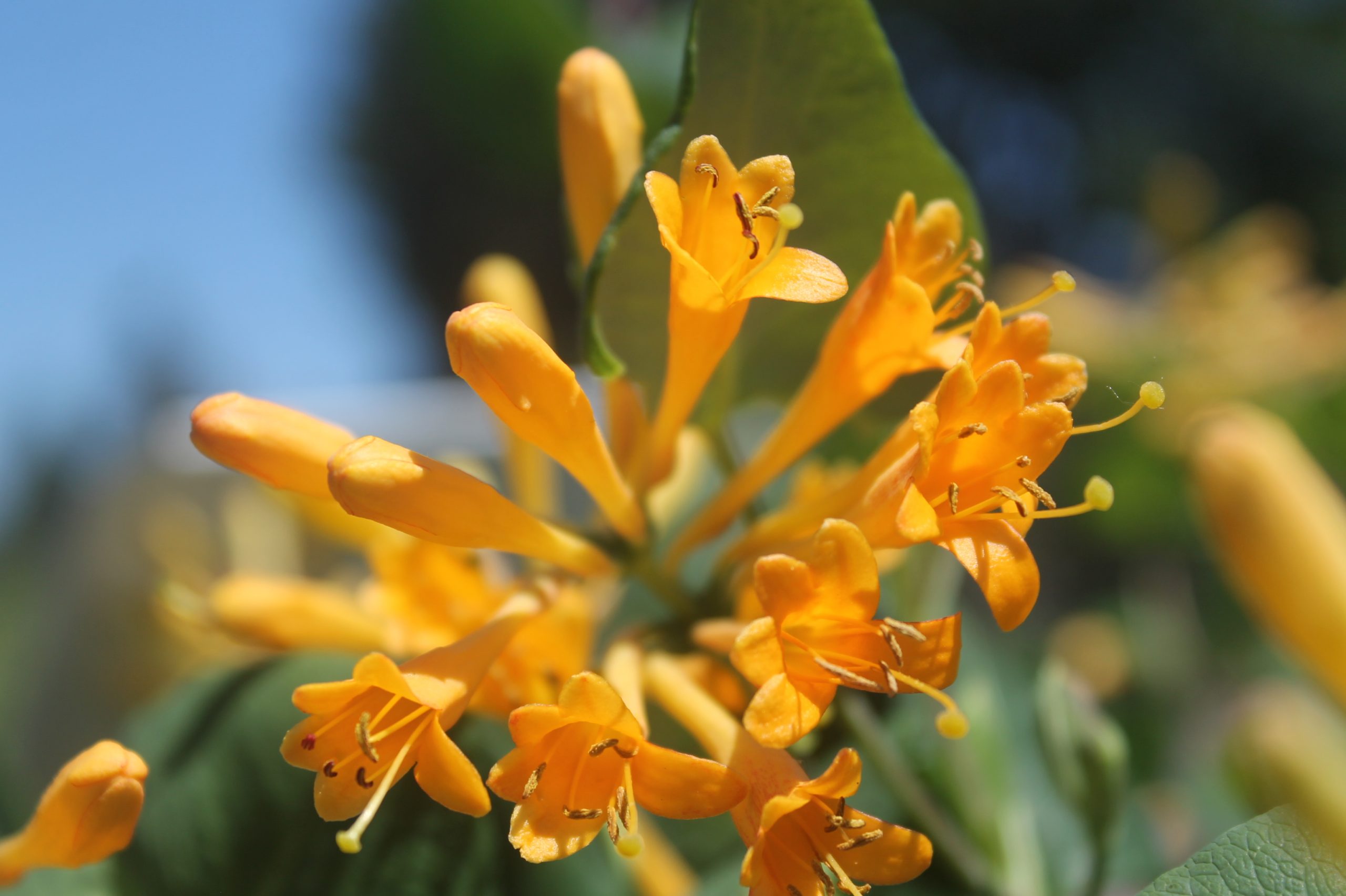 Honeysuckle, Honeybelle 2