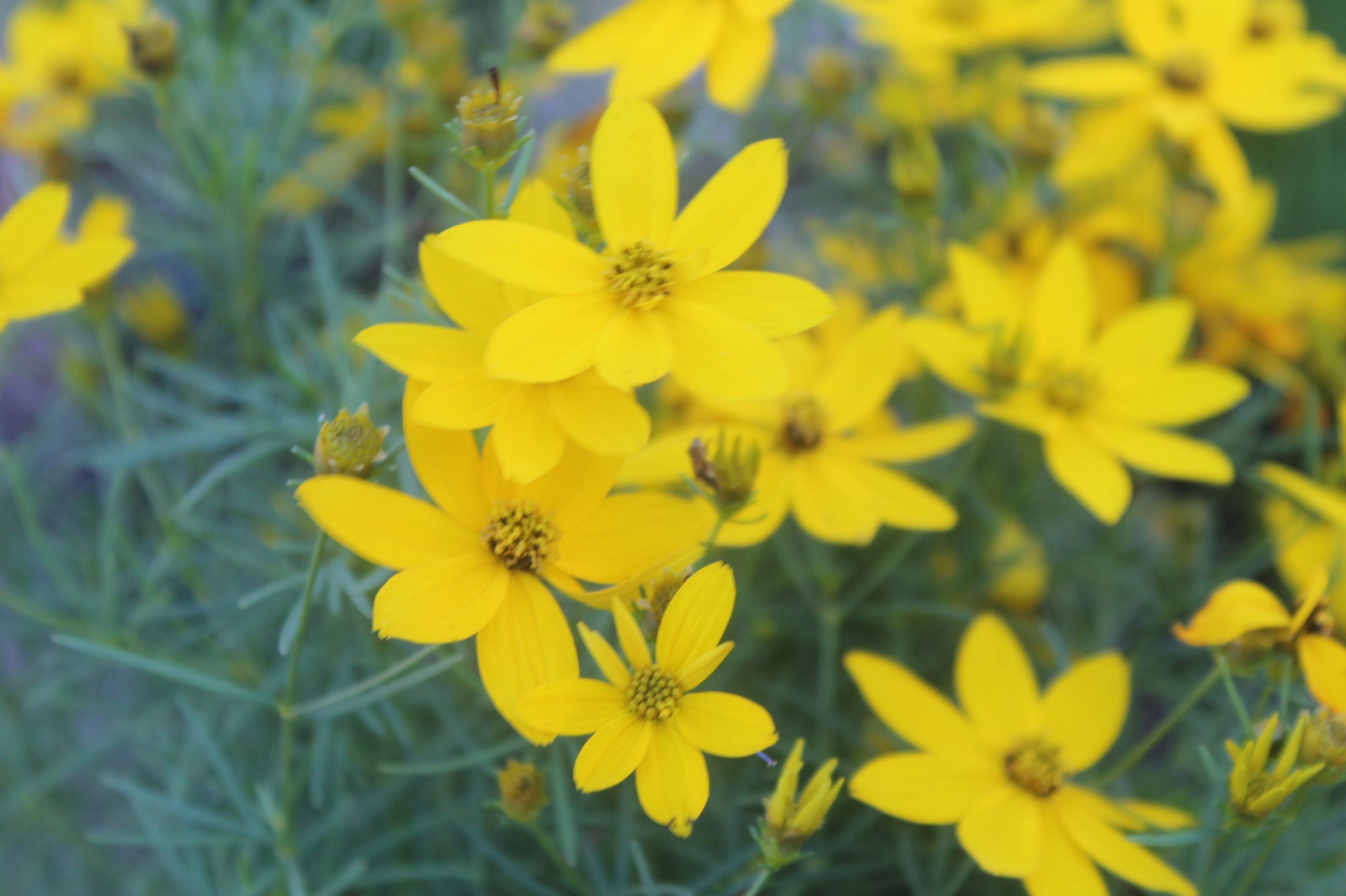 Coreopsis, Zagreb 4
