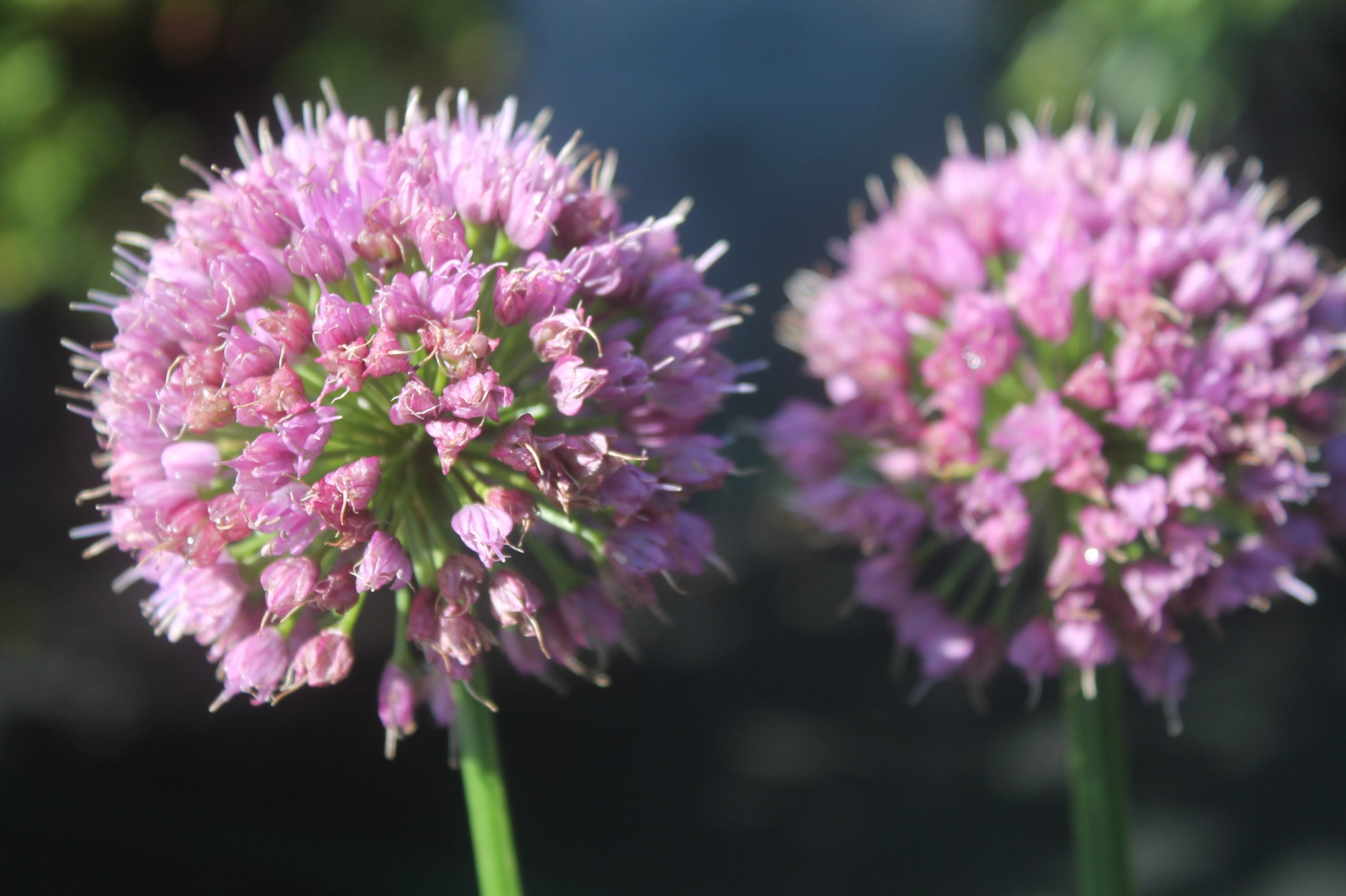 IMG_9943 Ornamental Onion, Millenium 4