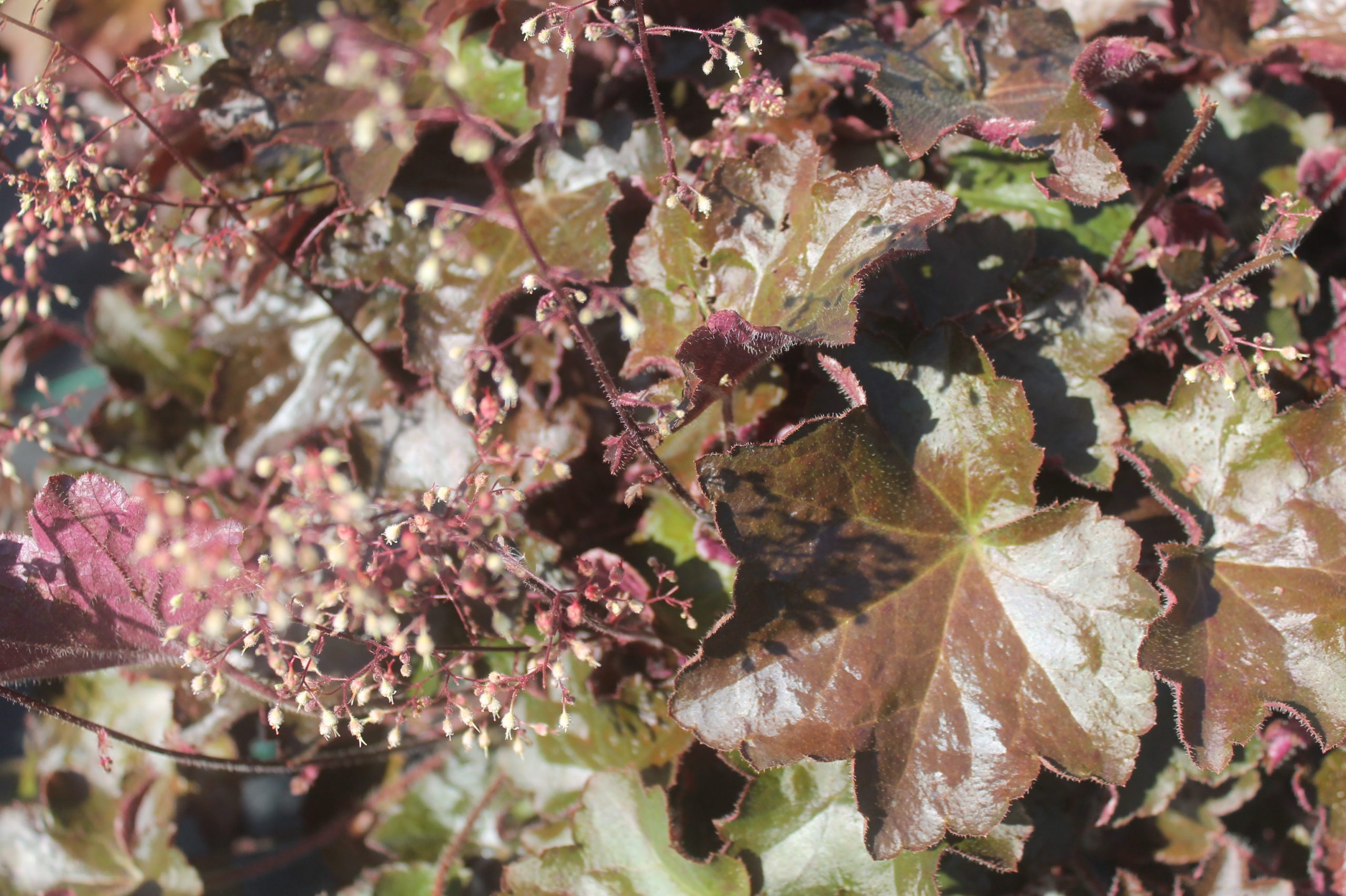 Coral Bells, Palace Purple 4