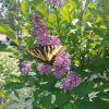 Lilac, Donald Wyman 1