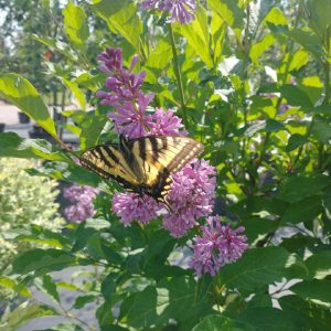 Lilac, Donald Wyman