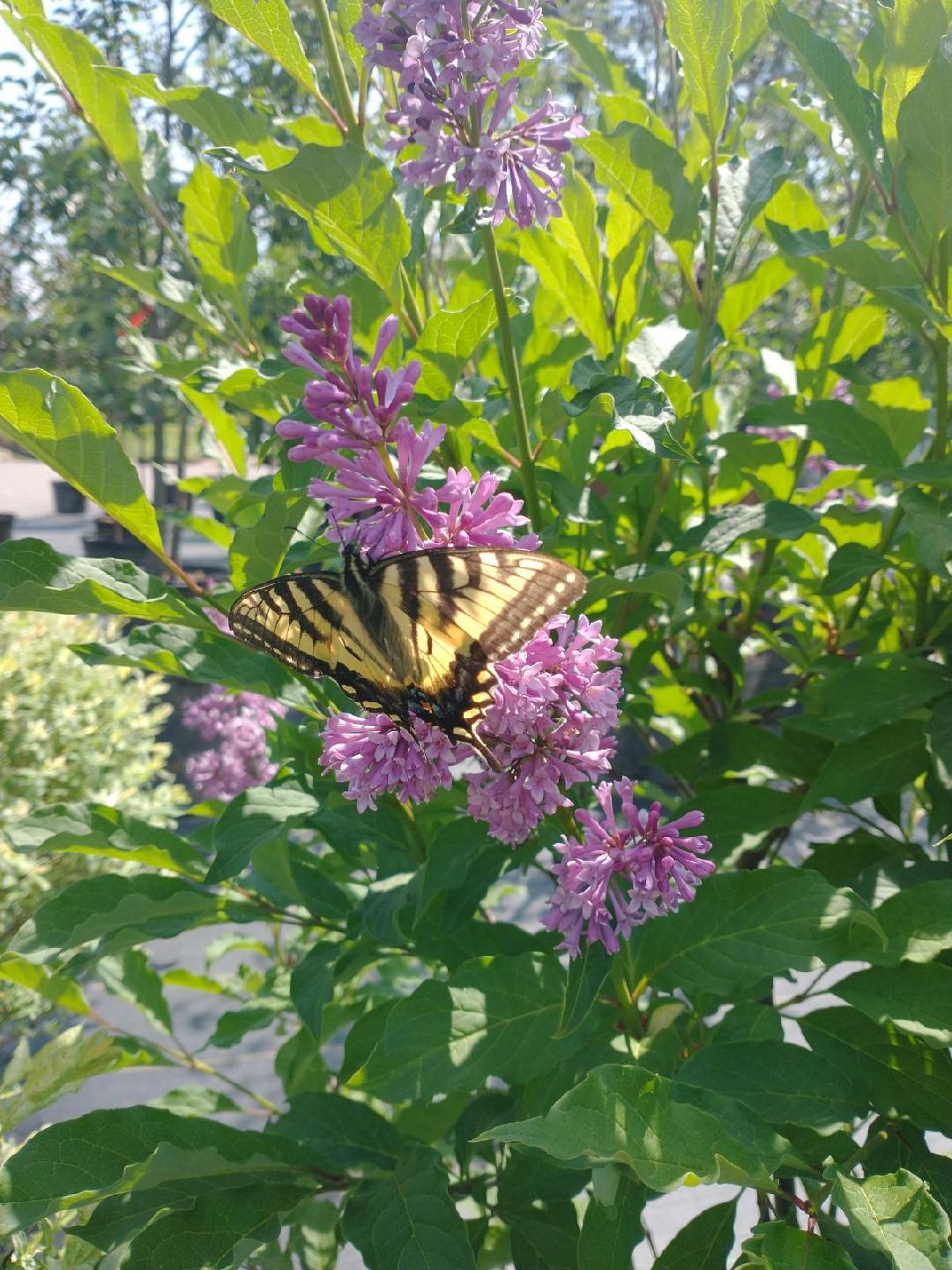 Lilac, Donald Wyman 1