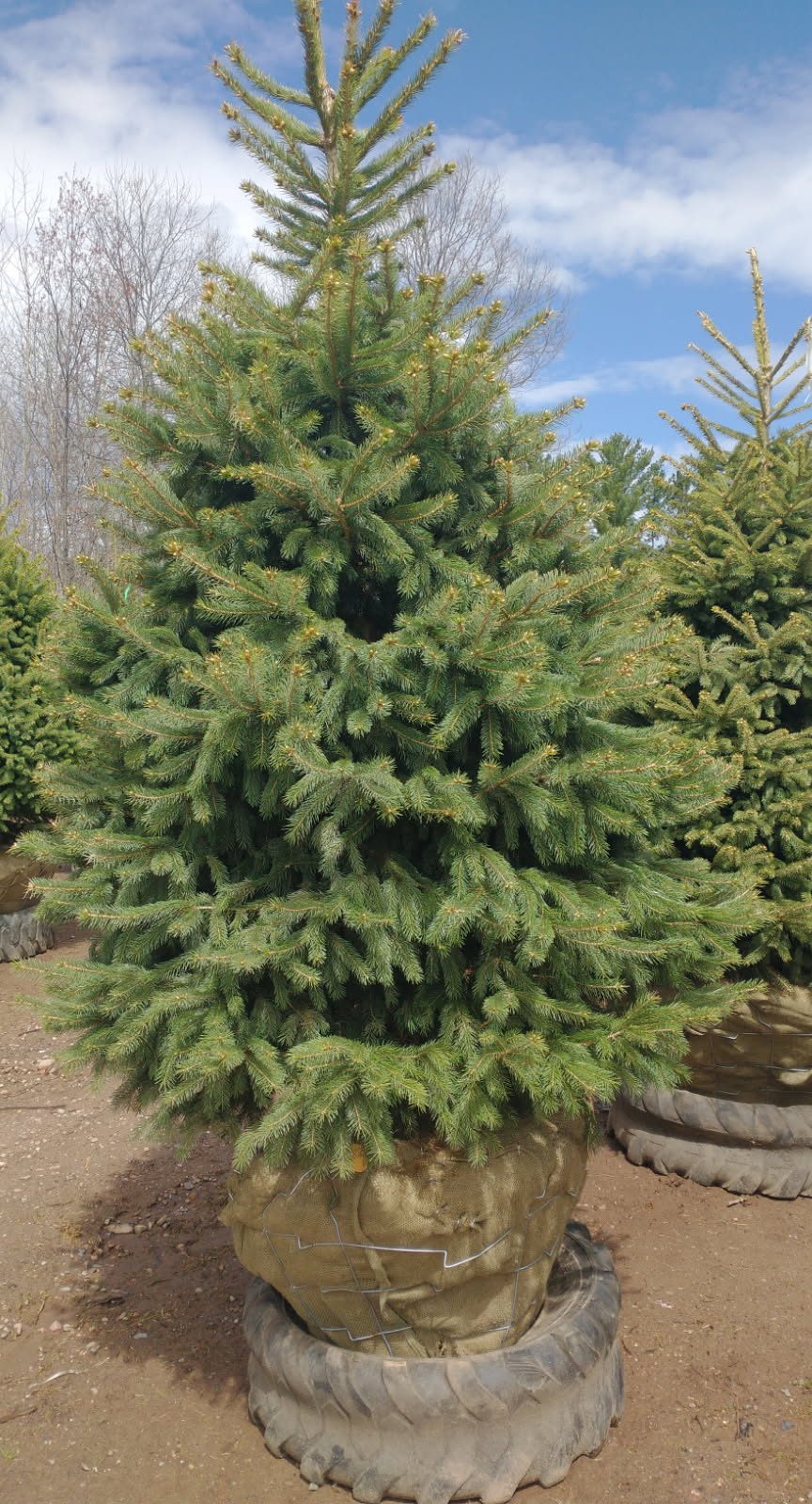 Spruce, Norway 1